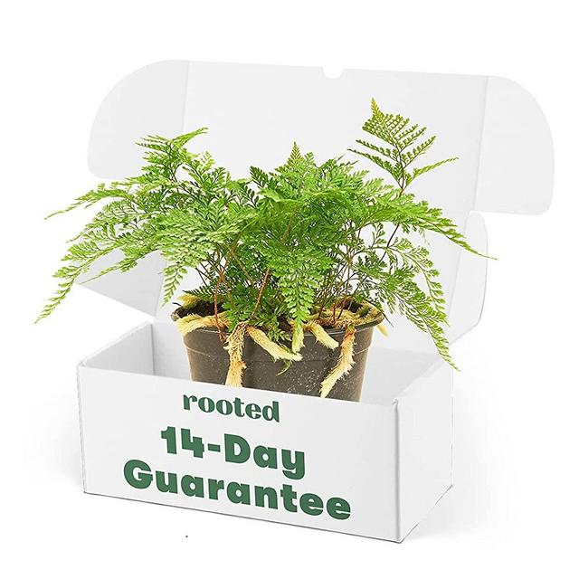 Rabbit Foot Fern (Davallia fejeensis) | Live, Easy to Grow and Low Maintenance Houseplant (6" Wide Pot)