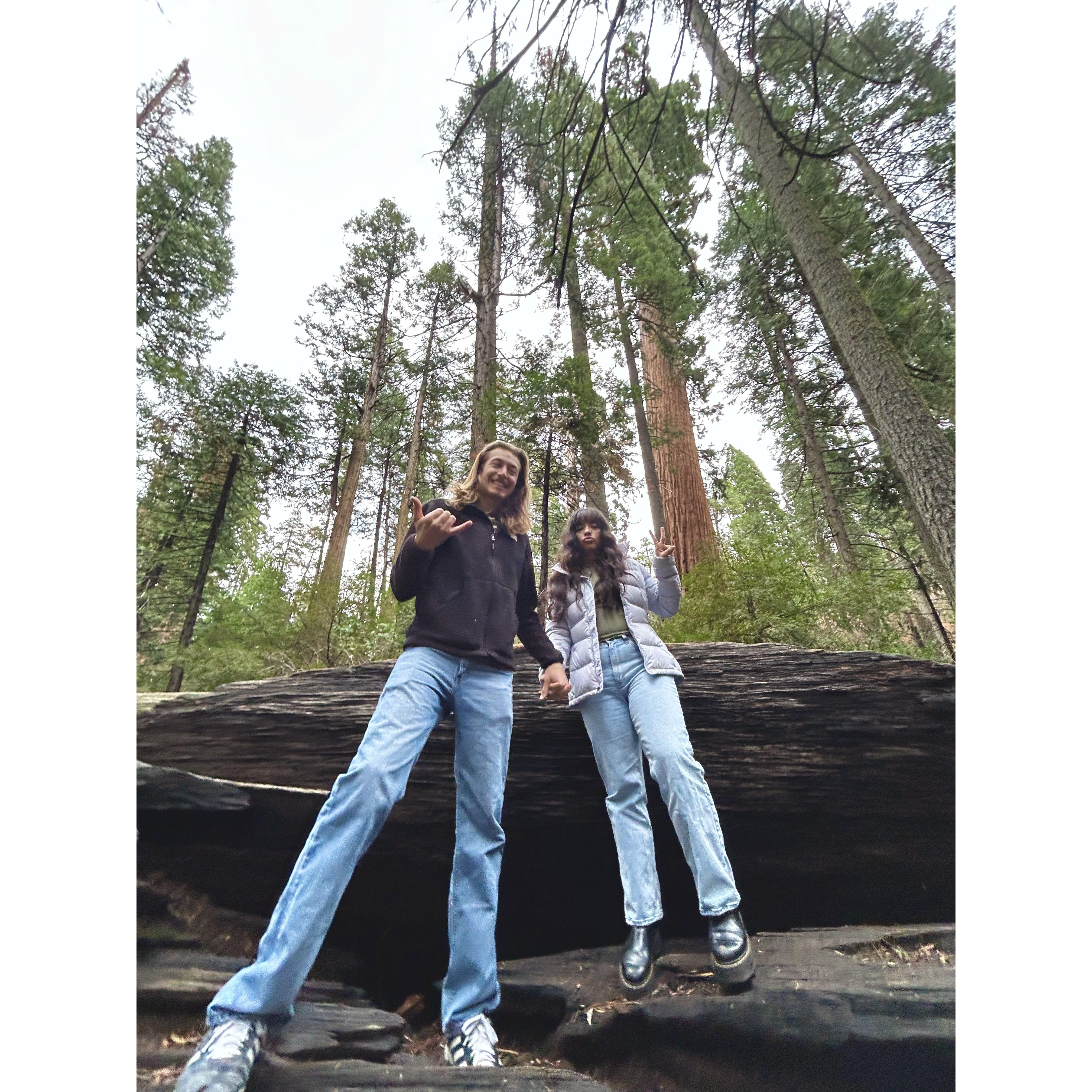 At Sequoia National Park