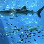 Austin Aquarium