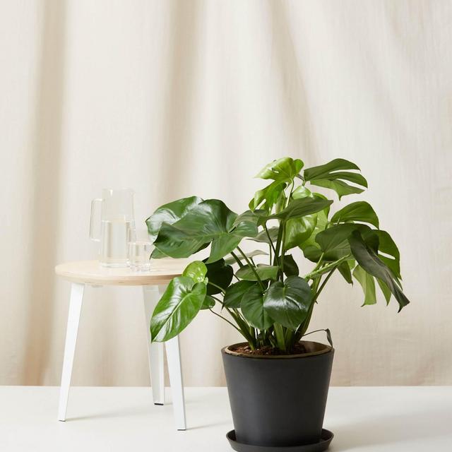 Monstera