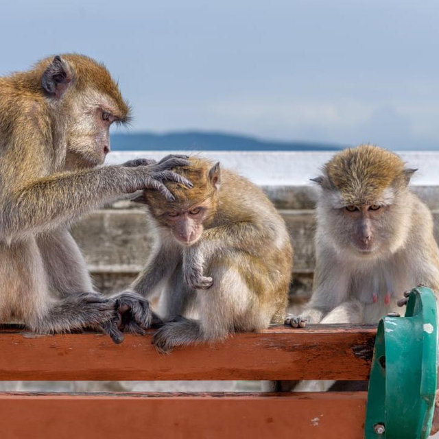 Honeymoon monkey excursion (James’ dream)