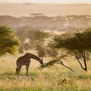 Tanzania Honeymoon Fund (Venmo version)