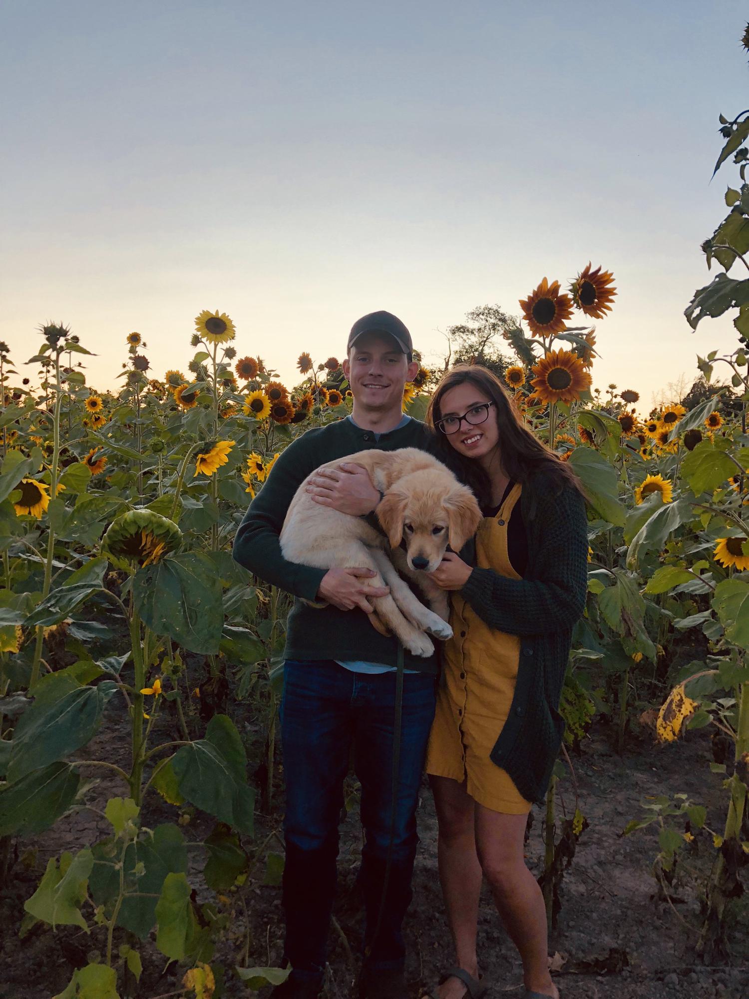 Sunflower field with Winston