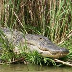 Cajun Encounters Tours