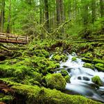 Olympic National Park