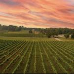 Arrington Vineyards