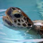 Loggerhead Marinelife Center