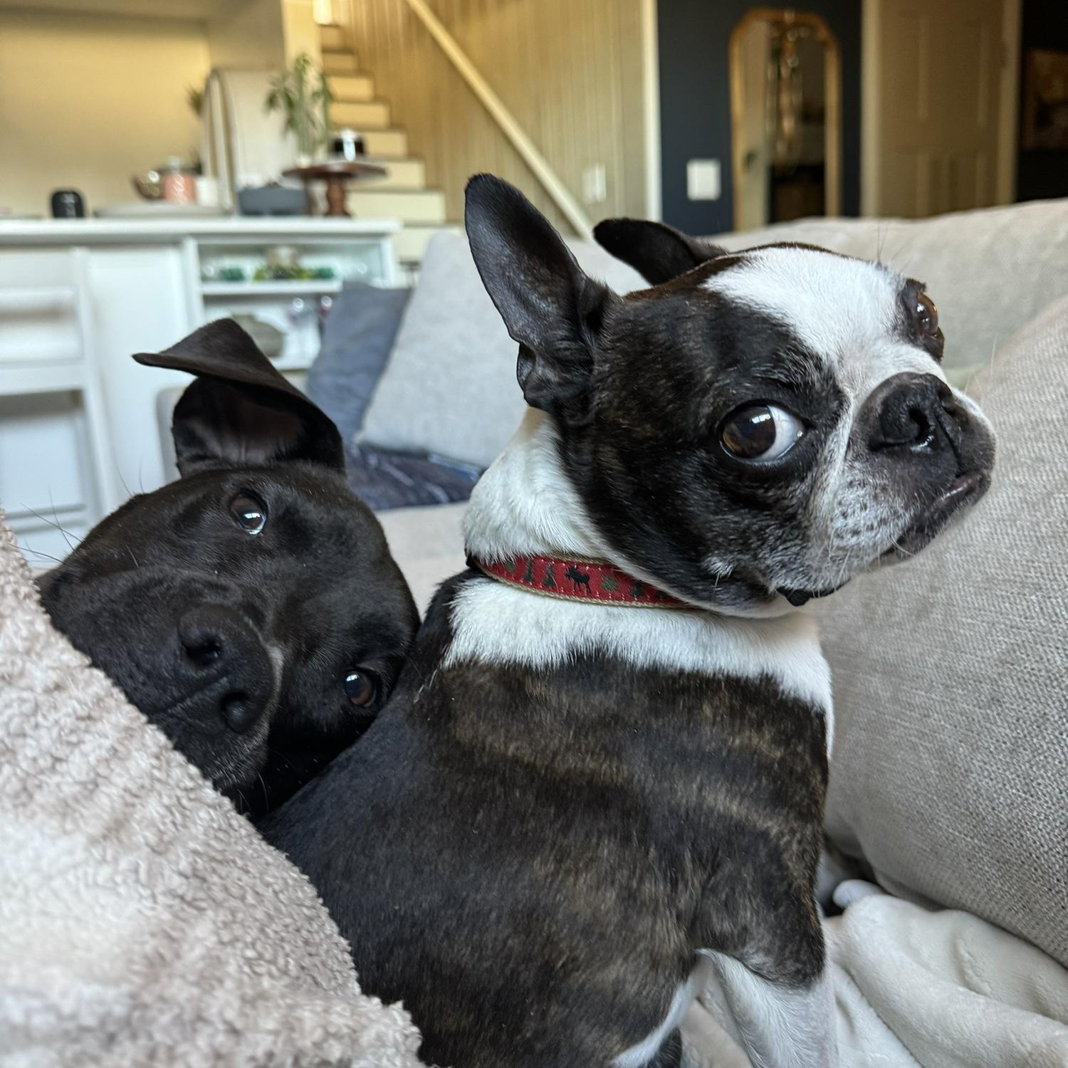 Max and Mia ❤️