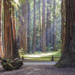 Armstrong Redwoods State Natural Reserve