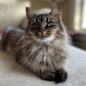 Donate ~ Animal Rescue League Boston