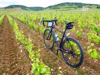 Wine Bike Tour