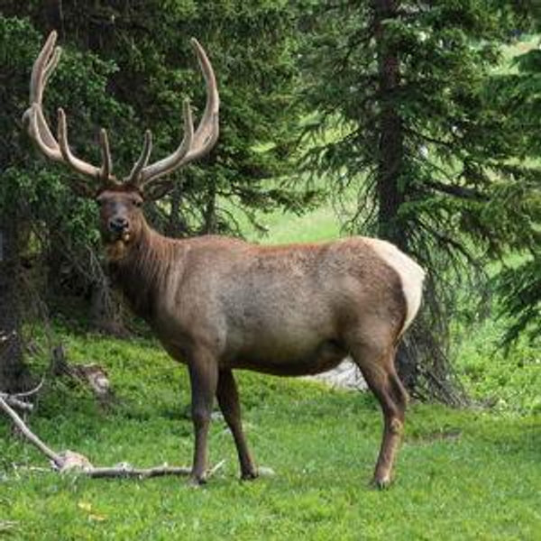 Hunting fund
