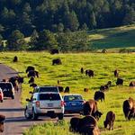 Custer State Park