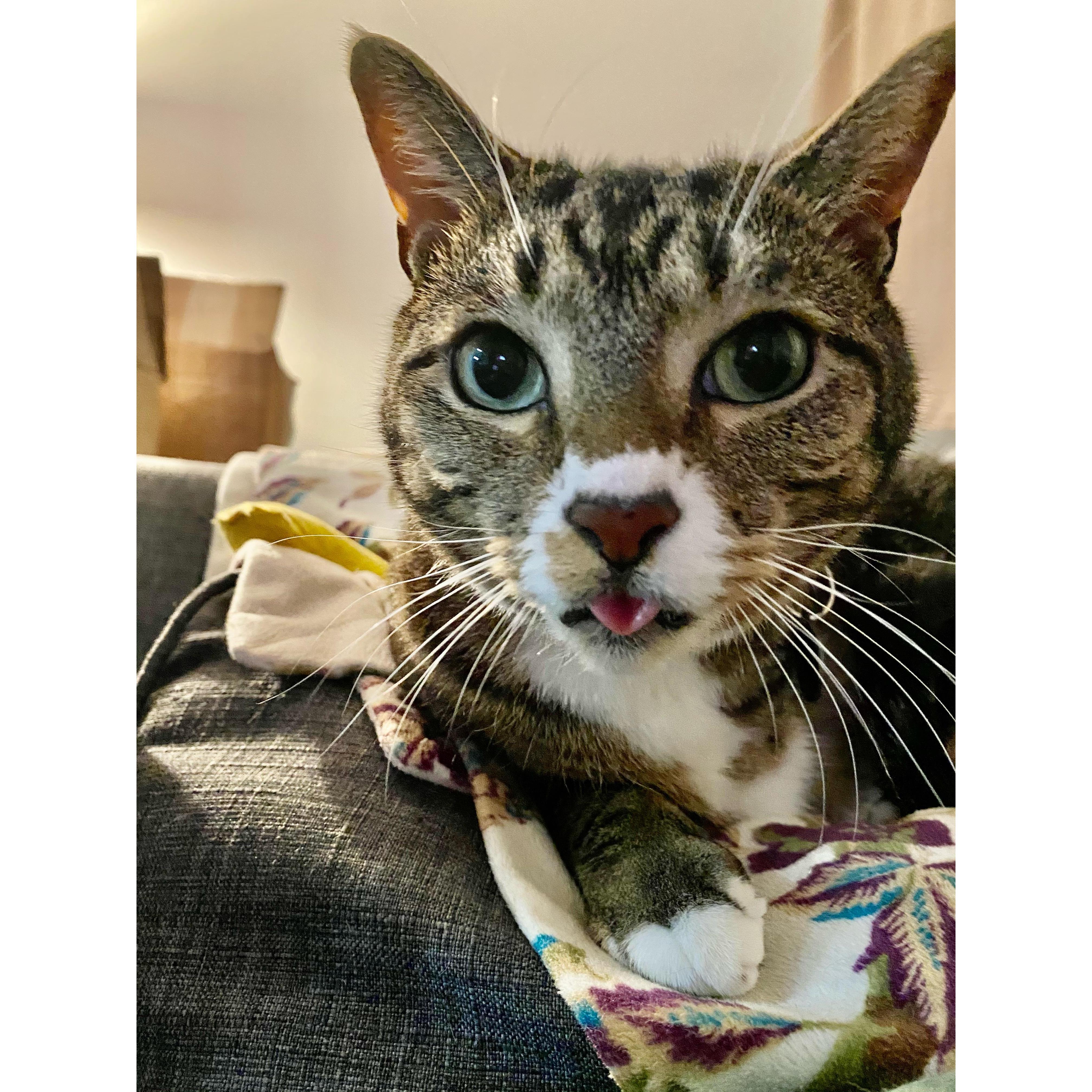 World's cutest cat. Also the world's most difficult cat.