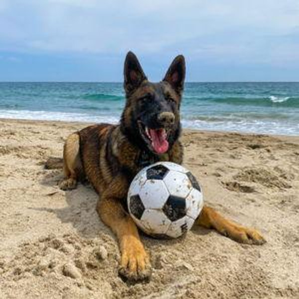 Our Pet Toy Fund