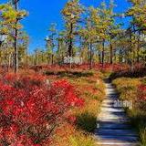 Saco Heath Preserve