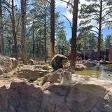 Bearizona Wildlife Park