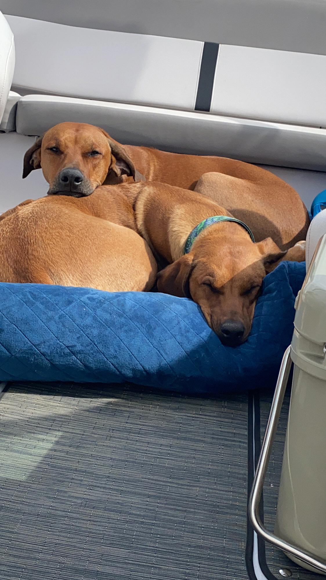 Pups on the boat in Tahoe