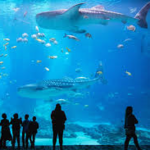 Georgia Aquarium