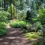 Rhododendron Species Botanical Garden