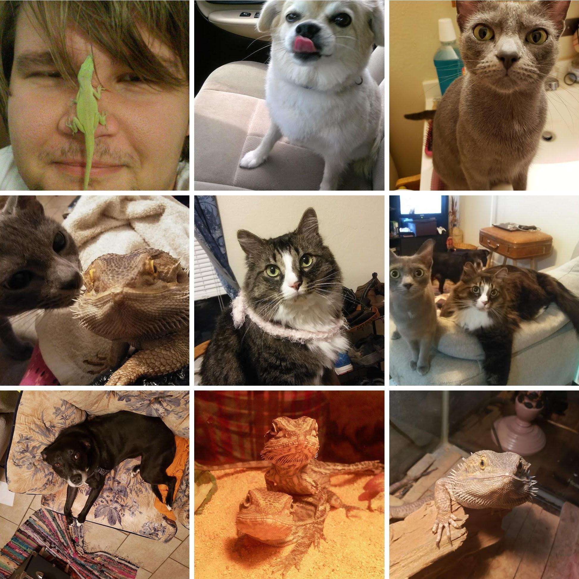 Our pets, a couple are no longer with us