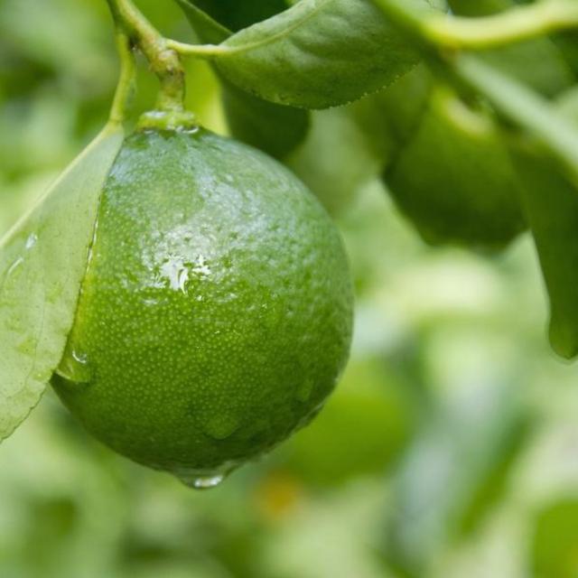 Thornless Key Lime Tree