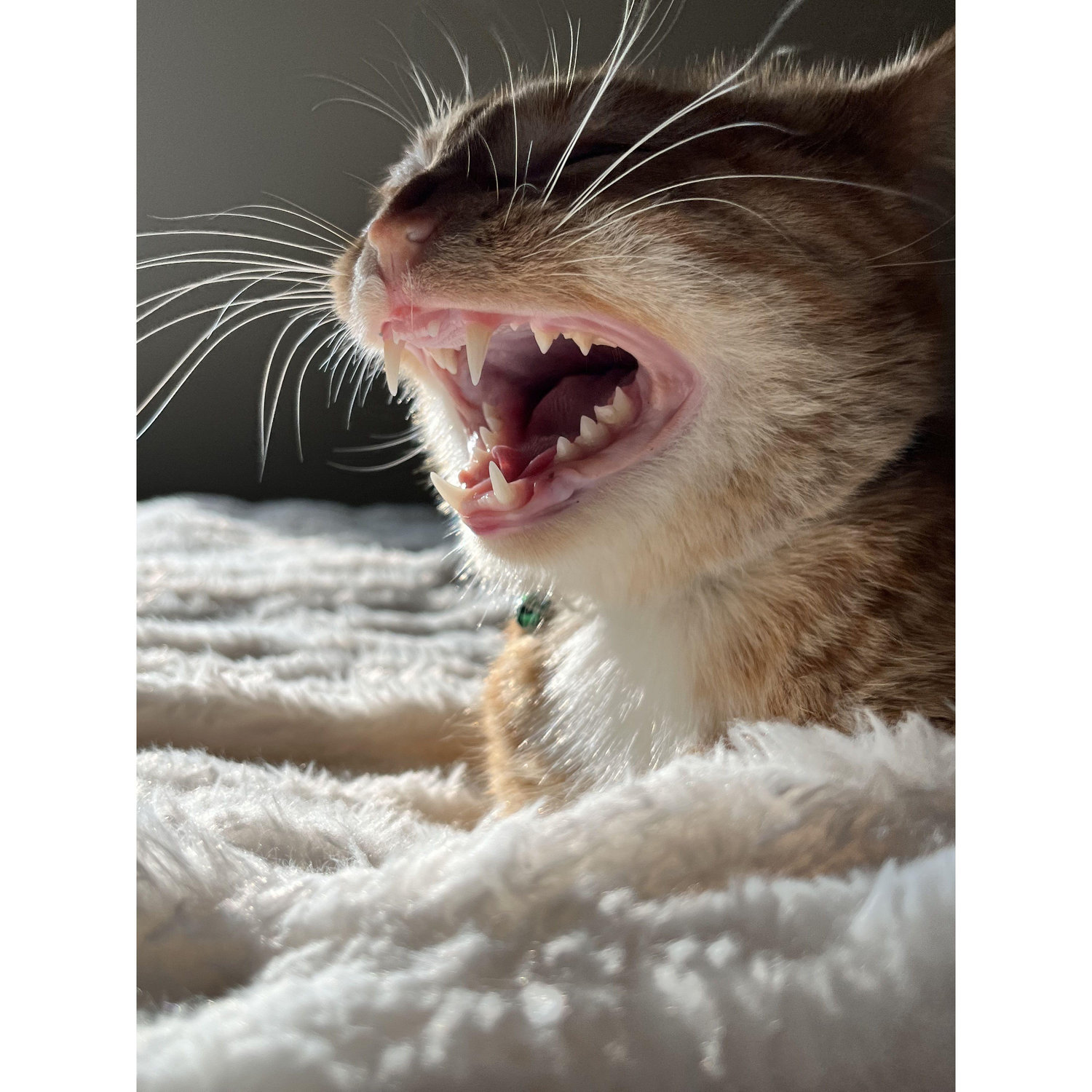 EEEEEEeee
