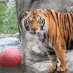 Lions Tigers & Bears