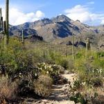 Sabino Canyon