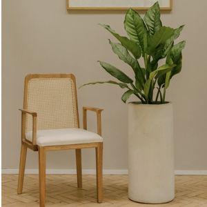 Planta Dollar Cafeto - Pistilo y Gracia