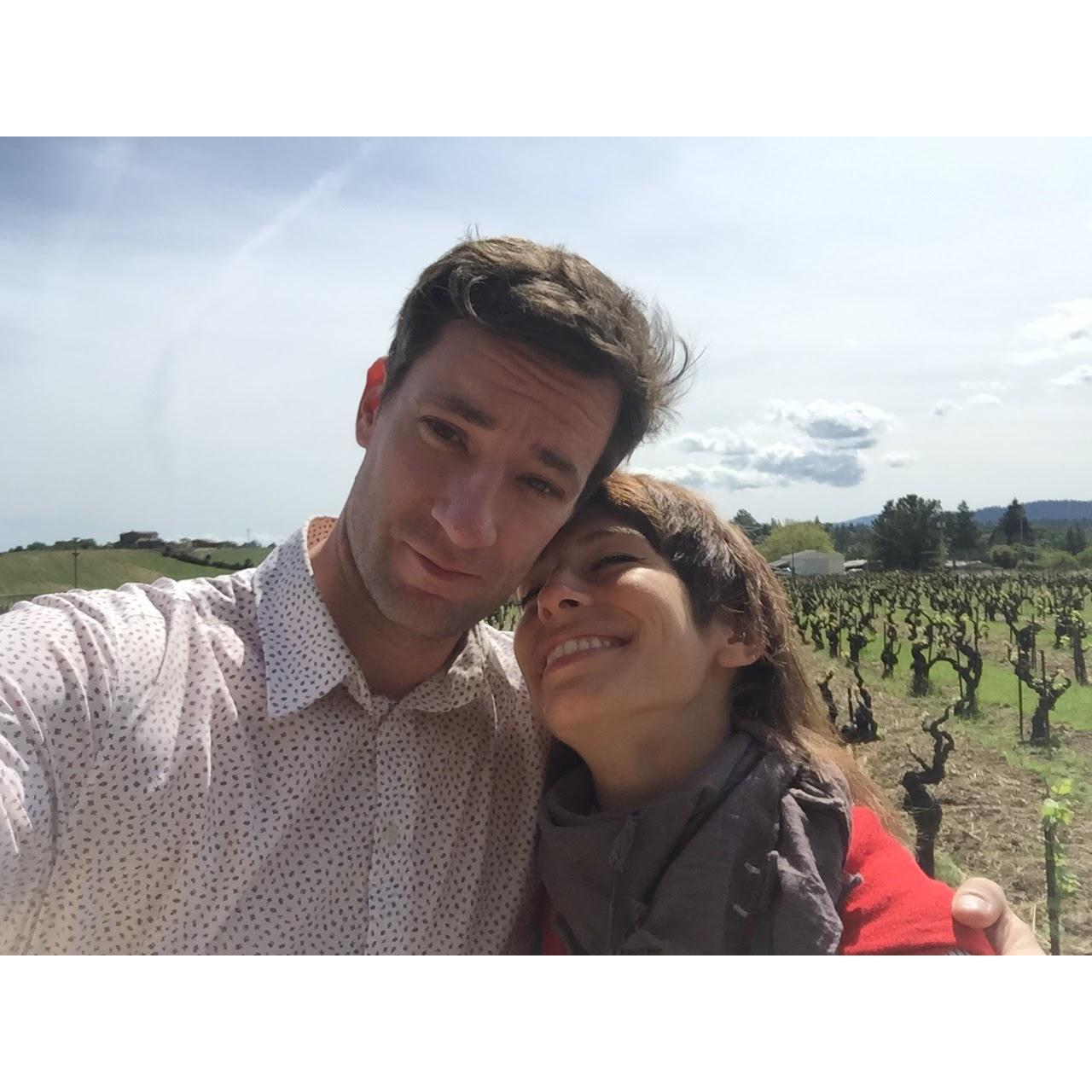 A vineyard in Healdsburg.