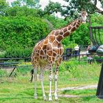 Como Park Zoo & Conservatory