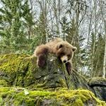 Woodland Park Zoo