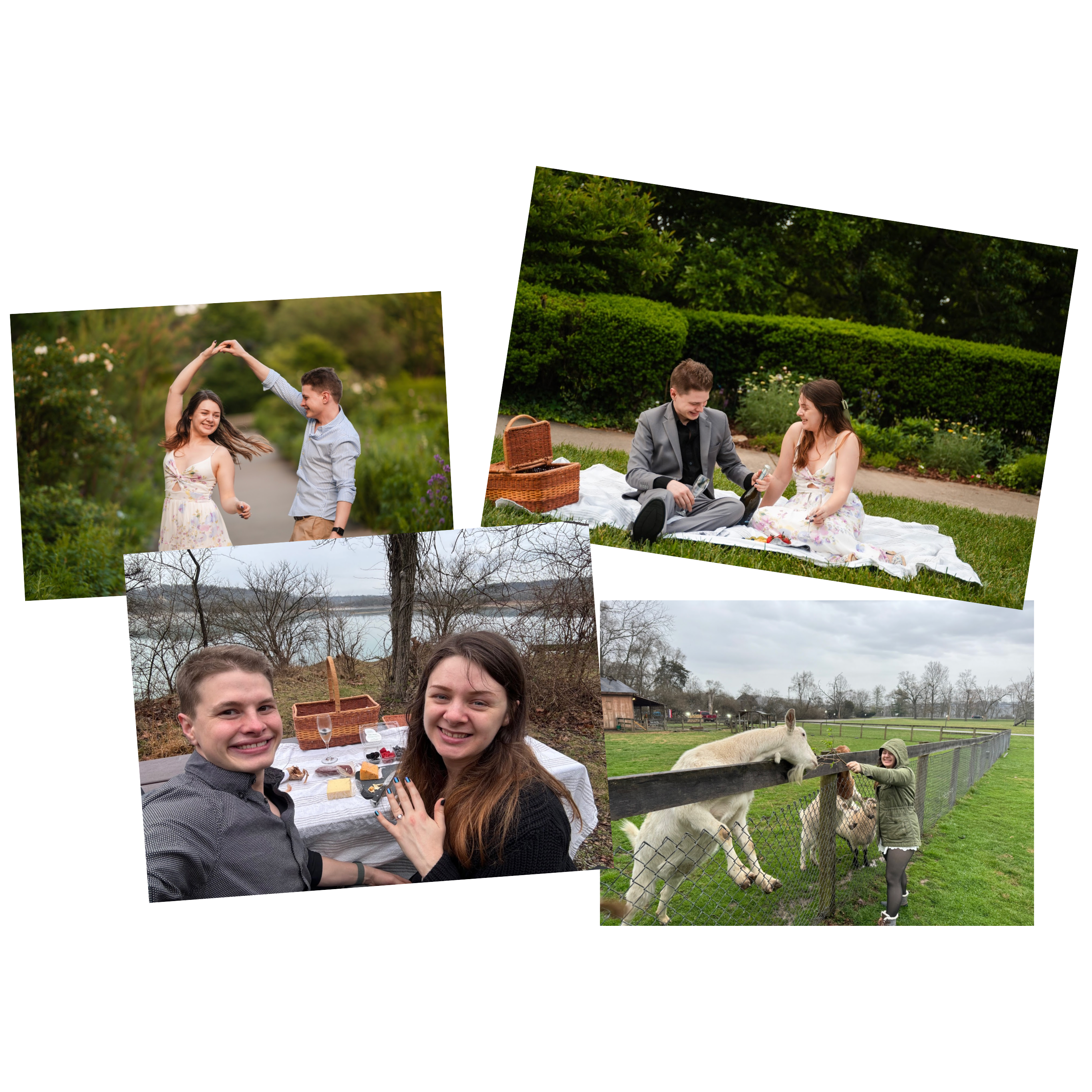In March 2024 we got engaged! Having a picnic and revisiting the goats we met on our third date!