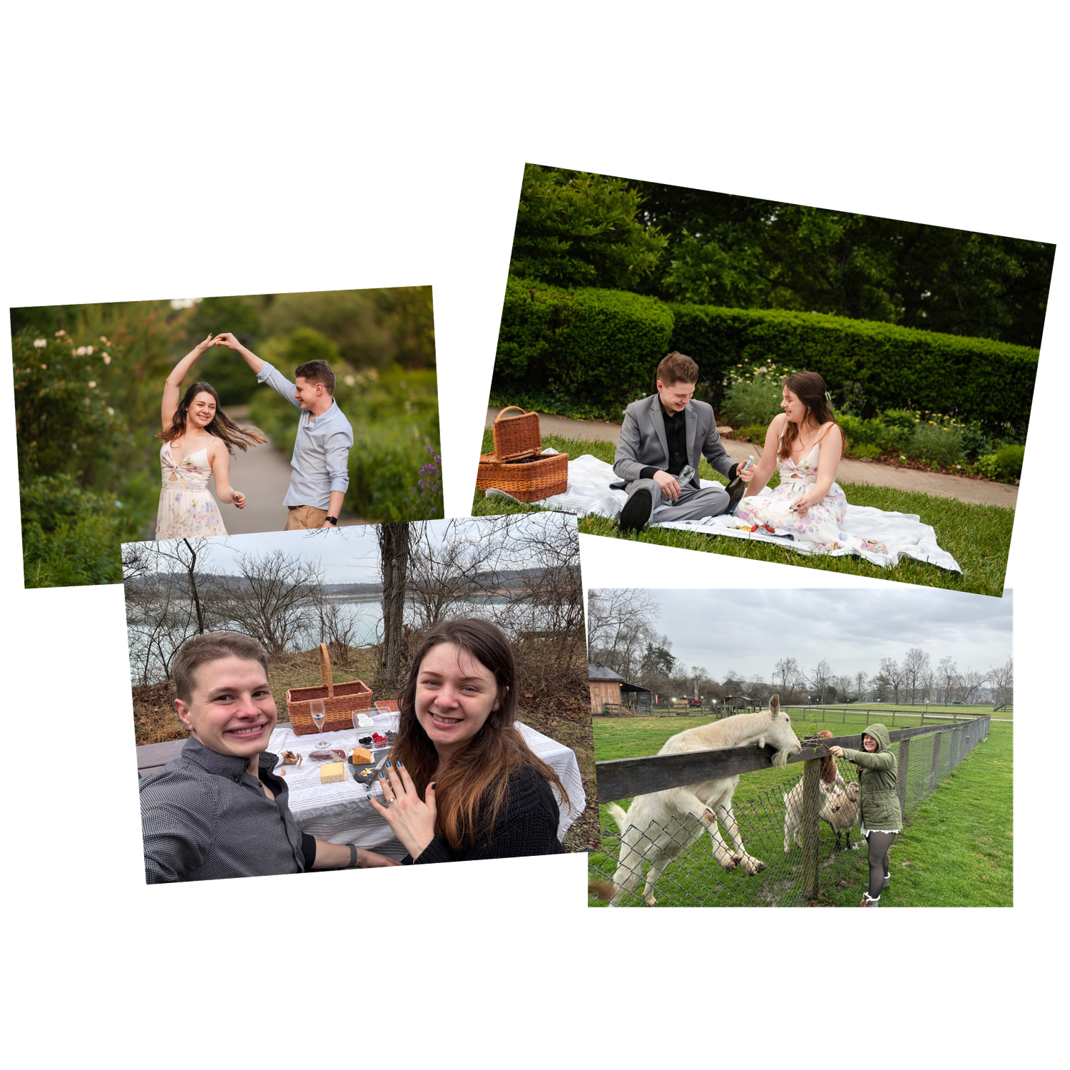 In March 2024 we got engaged! Having a picnic and revisiting the goats we met on our third date!