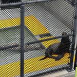 The Marine Mammal Center