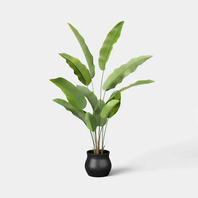 Banana Leaf Tree - Threshold™