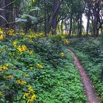 Sycamore Trails