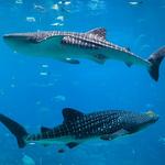Georgia Aquarium