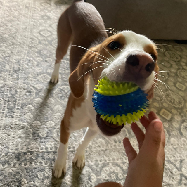 Chewy Membership for the Kid!