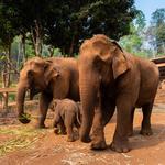 Phuket Elephant Sanctuary
