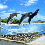 Sea Life Park