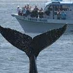 Monterey Bay Whale Watch