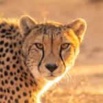 San Diego Zoo Safari Park