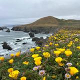 Sonoma Coast State Park