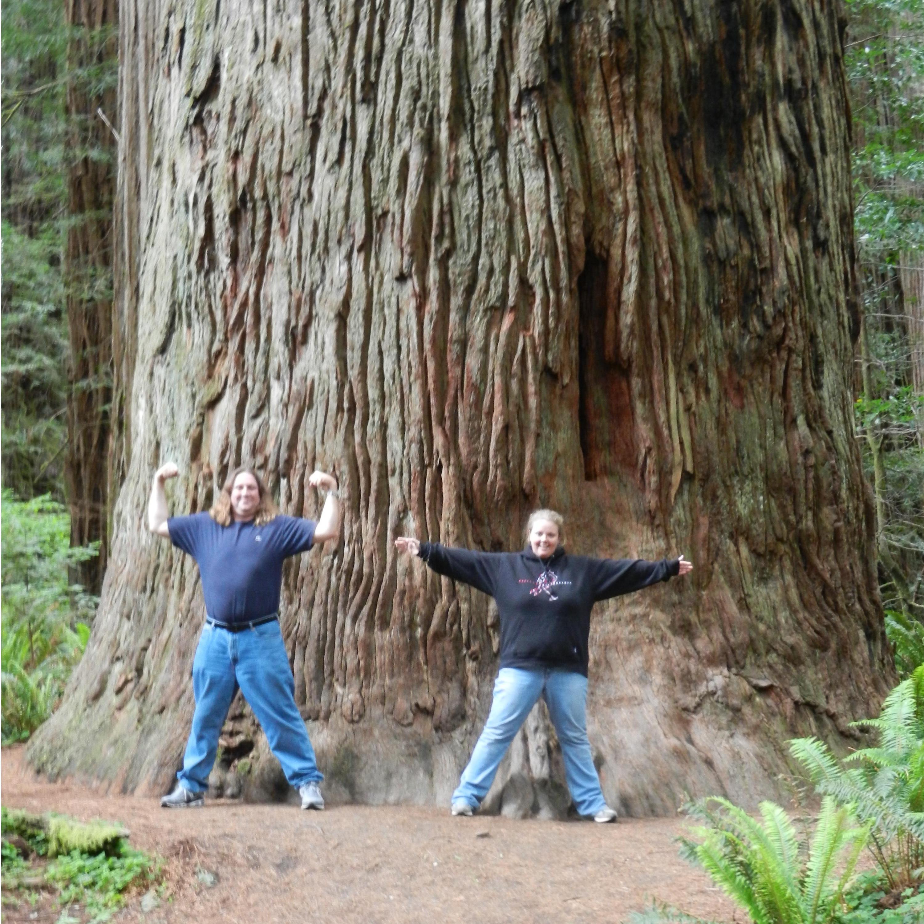Redwoods in southern Oregon and Northern California