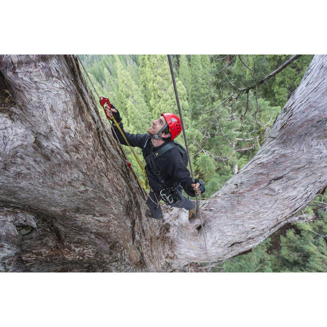Nat climbing a Sequoia!
