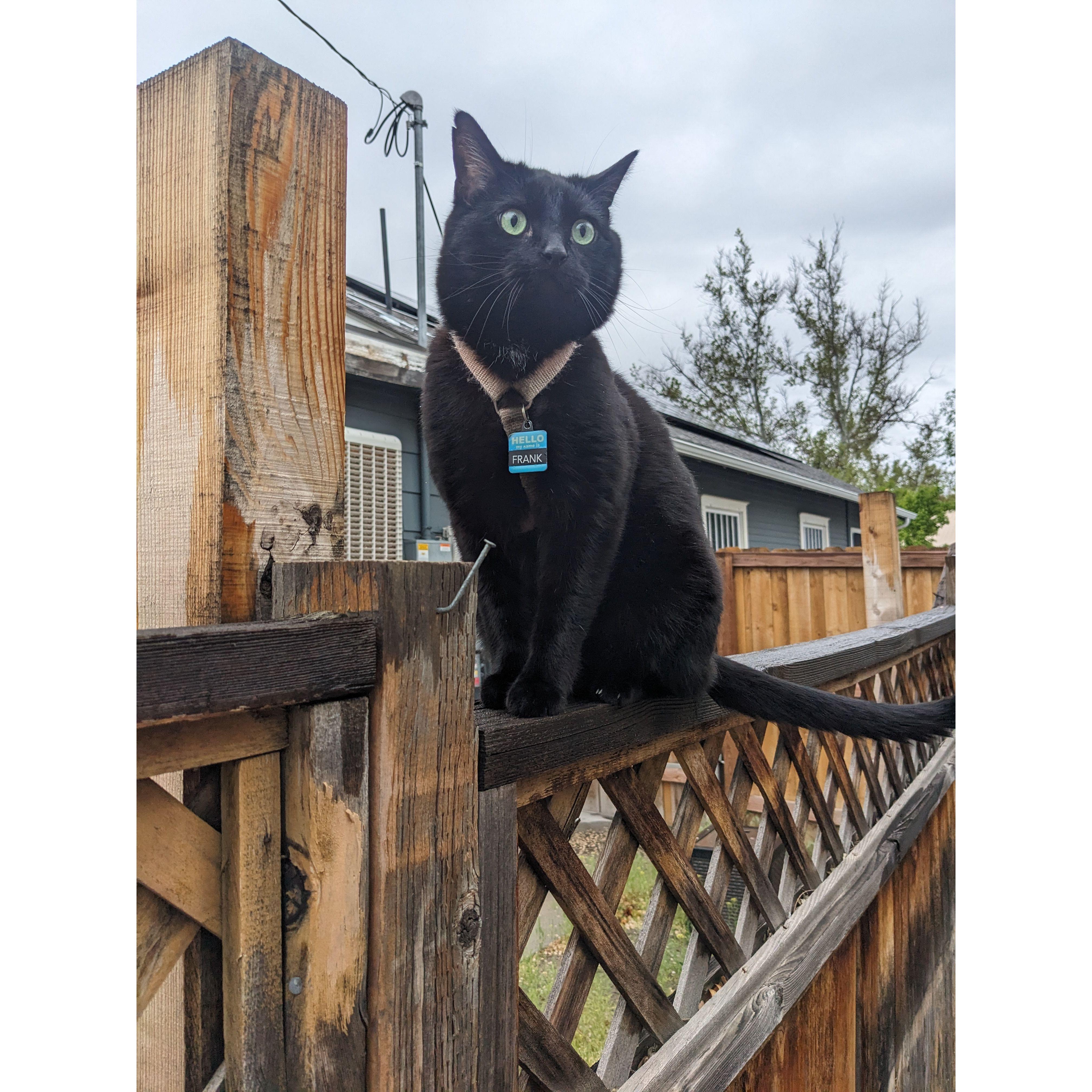 This is our cat Frank.