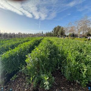 Donate to NorCal Resist / Seeds of Solidarity