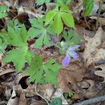 Great Gorge, Great Allegheny Passage Loop